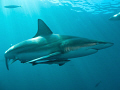   Blacktip Sun  